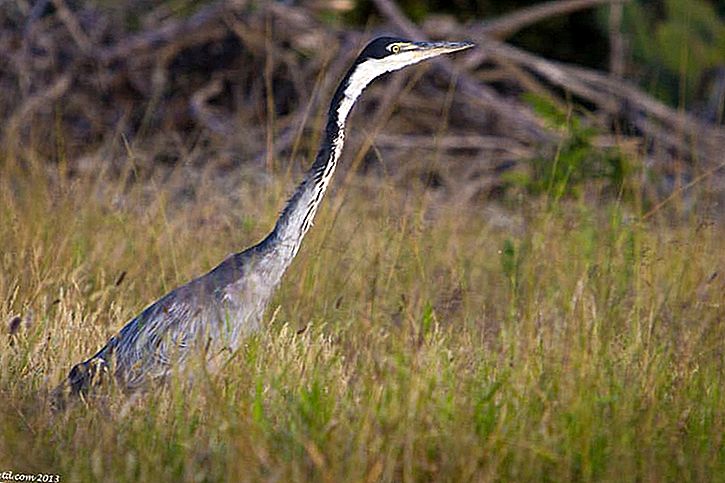 Pietų Afrikos Laukinės Gamtos Nuotraukos Kelionių Patarimai