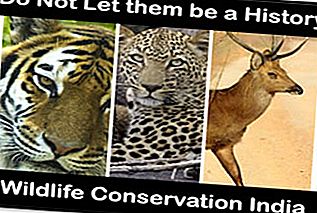 Naturschutz in Indien, Zukunftssicherung: naturschutz