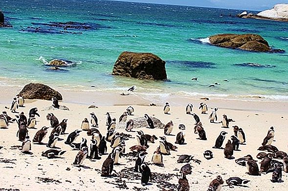 Penguins of Simon's Town Sør-Afrika