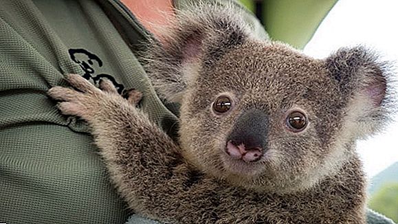 Koala Cuteness Pietų Oze Kelionių Patarimai