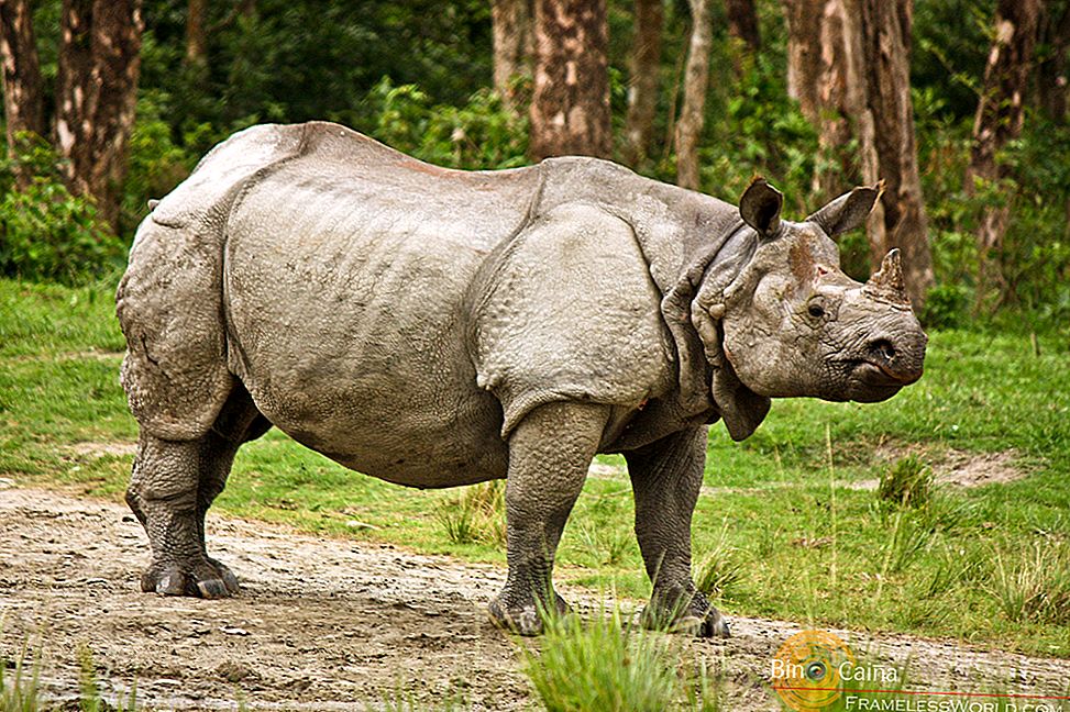เขตรักษาพันธุ์สัตว์ป่า Rhino Country-Jaldapara